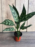 Aglaonema Maria Plant in 4-Inch Pot, Colorful Chinese Evergreen, Easy Care Indoor Houseplant, Low Light Tolerant, Variegated Foliage