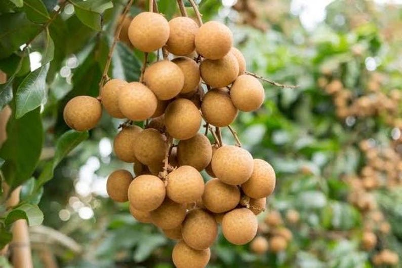 Kohala Longan Tree in 4" Pot, Sweet Butterscotch Fruit, Dimocarpus longan, Tropical Garden Plant