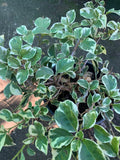 Bougainvillea Plant 6-Inch Pot White Stripe Variety Bougainvillea glabra for Bonsai & Garden