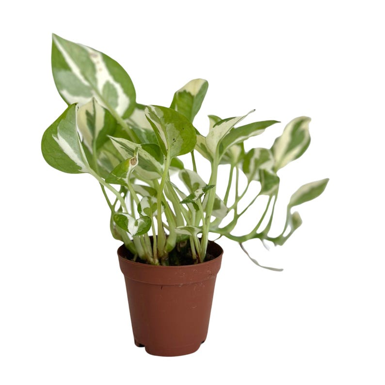 Pothos N Joy Live Plant, Variegated Epipremnum Aureum, Indoor Houseplant, Trailing Foliage, Rooted Starter Cutting