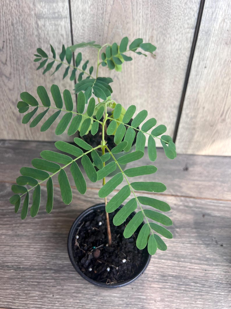 Tamarind Tree in 4" Pot, Tamarindus indica, Culinary Fruit, Sweet & Tart Flavor, Easy to Grow, Tropical Garden Plant