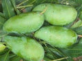 Grafted Mango Tree 3-4ft in 3-Gallon Pot | MUN KUN SI Mangifera indica | Tropical Fruit Tree