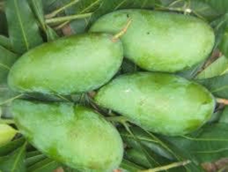 Grafted Mango Tree 3-4ft in 3-Gallon Pot | MUN KUN SI Mangifera indica | Tropical Fruit Tree