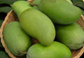 Grafted Okrung Mango Tree - 3-4 Feet Tall - Mangifera indica - Tropical Fruit Tree in 3-Gallon Pot