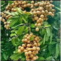 Kohala Longan Tree in 1/2 Gallon Pot, Air-Layered, Tropical Fruit Plant, Dimocarpus longan, Sweet Edible Fruit, Garden Tree