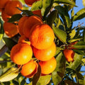 Owari Tangerine Tree 1/2 Gal Pot, Grafted, Cold Hardy Citrus, Citrus reticulata, Florida Shipping