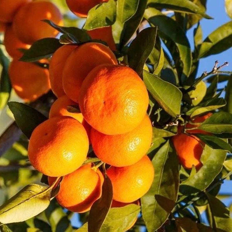 Owari Tangerine Tree 1/2 Gal Pot, Grafted, Cold Hardy Citrus, Citrus reticulata, Florida Shipping