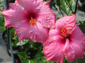 Hibiscus Plant 3 Gallon Live Pink 'Agnes Gault' Hibiscus rosa-sinensis Tropical Flowering Plant