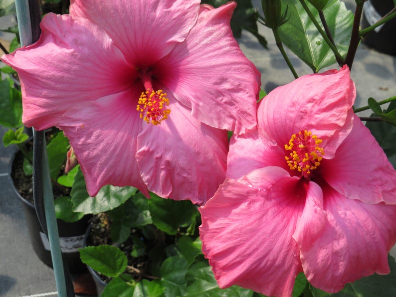 Hibiscus Plant 3 Gallon Live Pink 'Agnes Gault' Hibiscus rosa-sinensis Tropical Flowering Plant