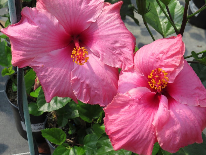 Hibiscus Plant 3-Gallon Pink 'Agnes Gault' Live Tropical Hibiscus Hibiscus rosa-sinensis