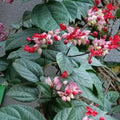 Red-Purple Bleeding Heart Vine Climbing Plant 3gal Clerodendrum thomsoniae Exotic Clusters