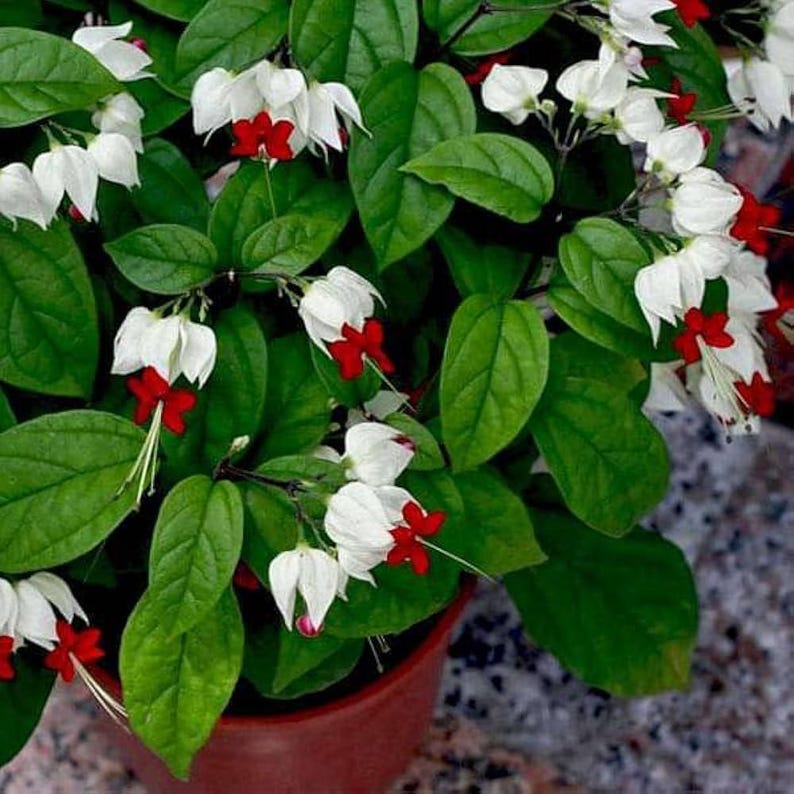 Bleeding Heart Vine Plant 3" Pot Clerodendrum thomsoniae White Red Blossoms Indoor Outdoor Climber