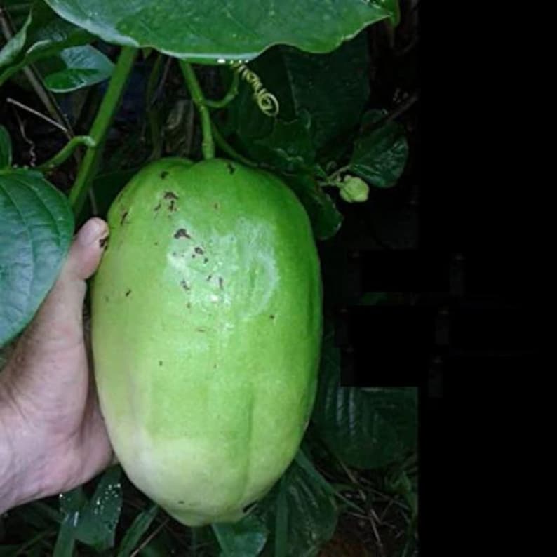 Giant Passion Fruit Plant - 3 Gal Pot - Ruby Glow Passion Vine - Passiflora phoenicea 'Ruby Glow' - Edible Fruit & Showy Flowers