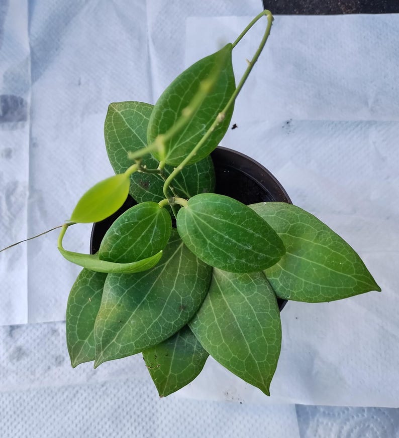 Hoya Fitchii Live Plant in 3" Pot with Free Rooted Cutting, Indoor Tropical Houseplant, Trailing Vine, Easy Care, Air Purifying