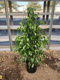 Ficus Benjamina Midnight Indoor Plant – 3ft Tall in 3-Gallon Pot, Houseplant, Low Maintenance, Air Purifying, Glossy Green Leaves
