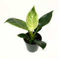 Philodendron Birkin Live Plant 4 Inch Rooted Variegated White Wave Tropical Indoor Houseplant