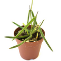 Trailing Hoya Linearis Live Plant, 2-Inch Pot, Rare Tropical Houseplant, Rooted Starter, Indoor Décor, Hanging Vine