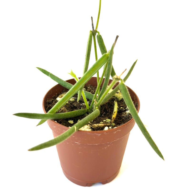 Trailing Hoya Linearis Live Plant, 2-Inch Pot, Rare Tropical Houseplant, Rooted Starter, Indoor Décor, Hanging Vine