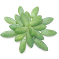 Organic Burro's Tail Succulent Leaves for Propagation - Sedum morganianum - Donkey Tail Cutting Collection