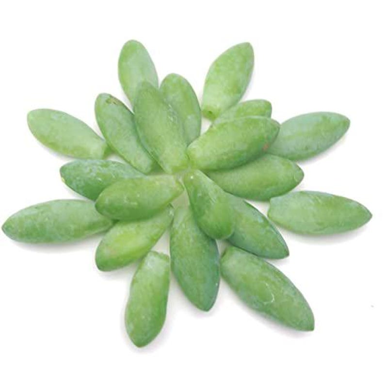 Organic Burro's Tail Succulent Leaves for Propagation - Sedum morganianum - Donkey Tail Cutting Collection