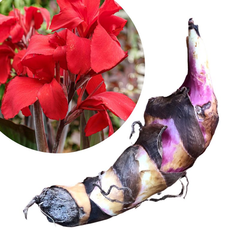 Organic Red Canna Lily Bulb | Canna indica for Vibrant Garden Blooms, Borders & Containers