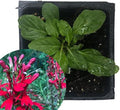 Organic Cardinal Flower Plant in 2.5-Inch Pot | Lobelia cardinalis | Scarlet Lobelia for Pollinator Gardens