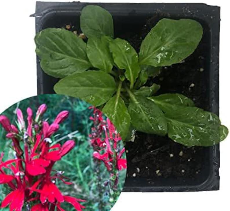 Organic Cardinal Flower Plant in 2.5-Inch Pot | Lobelia cardinalis | Scarlet Lobelia for Pollinator Gardens