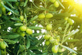 Olive Tree Plant - Half Gallon Pot - Arbequina Olea europaea - Indoor/Outdoor Small Houseplant