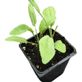 Organic Costmary Plant in 2.5-Inch Pot, Aromatic Perennial, Tanacetum balsamita, Alecost, Bible Leaf, Yellow Flowers
