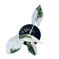 Variegated Alocasia Frydek Live Plant - 4 Inch Green Velvet Indoor Houseplant, Rare Tropical Foliage, Rooted Starter Plant