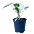 Variegated Alocasia Frydek Live Plant, 4 Inch Rooted Green Velvet Tropical Houseplant, Rare Indoor Foliage Plant