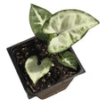 Organic Arrowhead Plant in 2.5-inch Pot, Syngonium podophyllum, Indoor Houseplant, Heart-Shaped Leaves