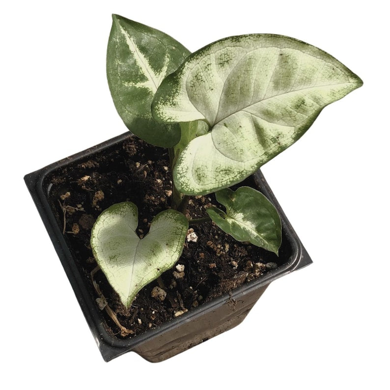 Organic Arrowhead Plant in 2.5-inch Pot, Syngonium podophyllum, Indoor Houseplant, Heart-Shaped Leaves