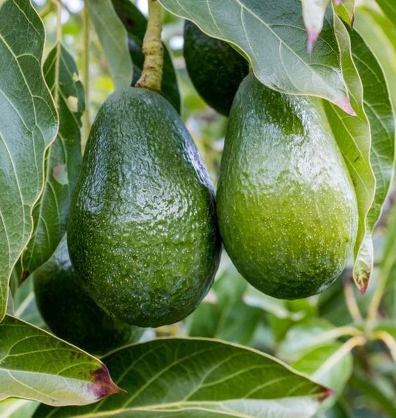 Grafted Day Avocado Tree - 2 Feet Tall in 3-Gallon Pot - Persea americana - Cold Tolerant Fruit Tree for Garden or Patio