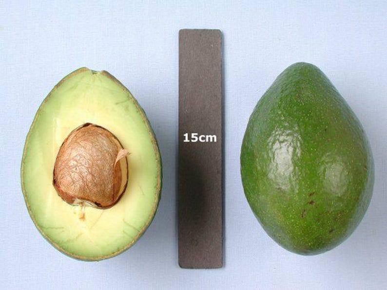 Grafted Booth8 Avocado Tree - 2 Feet Tall - 3 Gallon Pot - Persea americana - Home Garden, Patio, Fruit Tree
