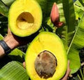 Grafted Marcus Pumpkin Avocado Tree in 3-Gallon Pot – Large Fruit, Persea Americana, 3-4 Feet Tall