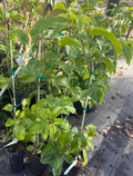 Yellow Passion Fruit Plant Live Vine 2-3ft Climbing Passiflora edulis Tropical Fruit Vine for Garden