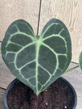 Anthurium Clarinervium 4-Inch Pot Rare Aroid Indoor Plant with Heart-Shaped Leaves and White Veining