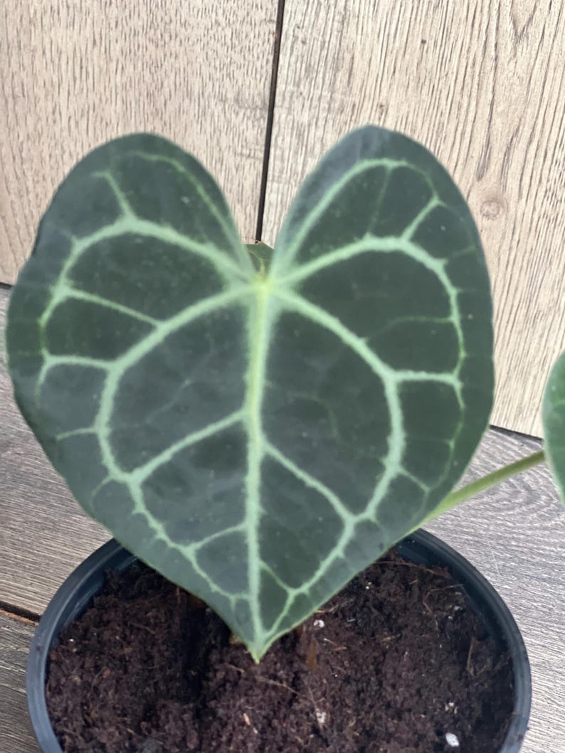 Anthurium Clarinervium 4-Inch Pot Rare Aroid Indoor Plant with Heart-Shaped Leaves and White Veining
