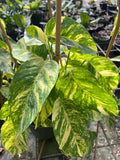 Epipremnum Pinnatum Yellow Flame Plant in 4" Pot, Variegated Vining Indoor Houseplant
