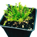 Organic Roman Chamomile Plant 2.5-Inch Pot Chamaemelum nobile Perennial Herb for Gardens & Teas