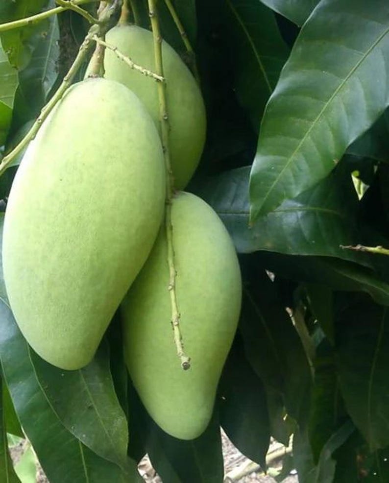 Grafted Kar Lon Long Mango Tree - 1-2ft Tall - Rare Indian Mangifera indica in 6" Pot