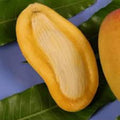 Grafted Orange Sherbet Mango Tree - 1-2 ft Tall Live Plant in 6" Pot - Sweet Citrus Mango - Mangifera indica