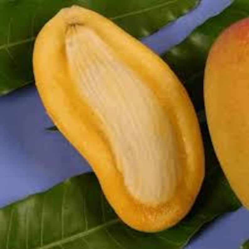 Grafted Orange Sherbet Mango Tree - 1-2 ft Tall Live Plant in 6" Pot - Sweet Citrus Mango - Mangifera indica