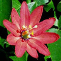 Passion Vine Plant - 6" Pot - Coral Sea Variety - Lush Green Foliage, Coral-Pink Flowers - Passiflora sp.