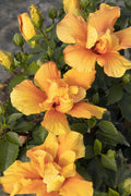 Live Hibiscus Plant in 1-Gallon Pot | Kona Improve Hibiscus rosa-sinensis with Golden Yellow Blooms