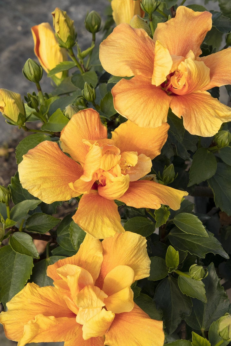 Live Hibiscus Plant in 1-Gallon Pot | Kona Improve Hibiscus rosa-sinensis with Golden Yellow Blooms