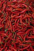 Thai Hot Pepper Plant in 3” Pot, Capsicum annuum, Spicy Chili Pepper for Culinary & Garden Use