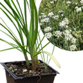 Organic Garlic Chives Plant in 2.5-Inch Pot, Allium tuberosum Perennial Herb for Edible Flowers & Food Forest