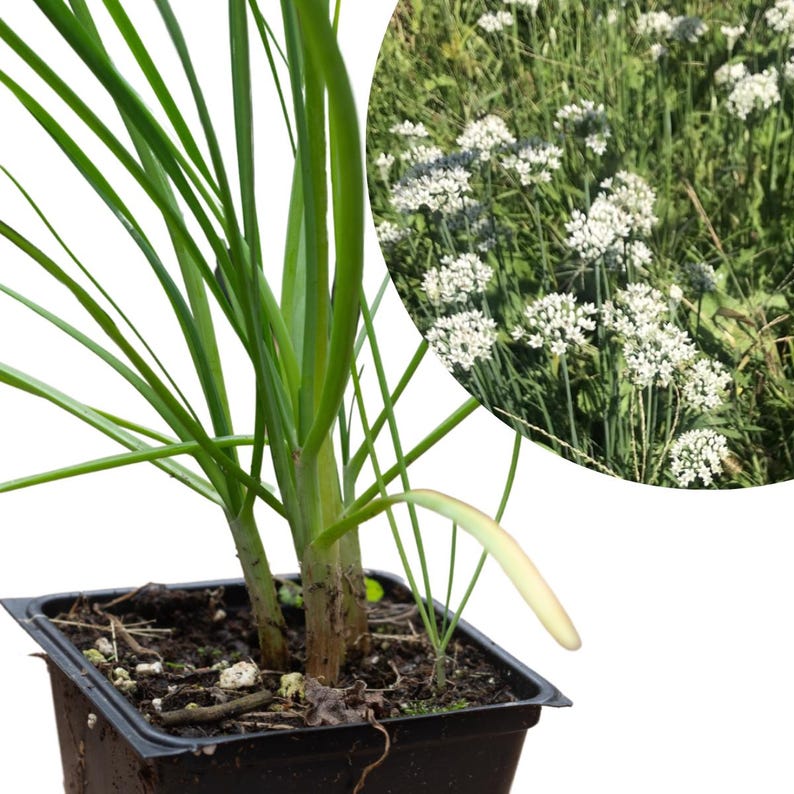 Organic Garlic Chives Plant in 2.5-Inch Pot, Allium tuberosum Perennial Herb for Edible Flowers & Food Forest